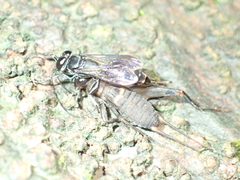 Liris subtessellatus