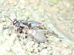 Liris subtessellatus