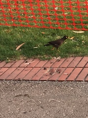 Acridotheres tristis