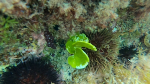 Image of Halimeda discoidea by no rights reserved
