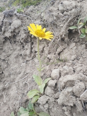 Arnica unalaschcensis