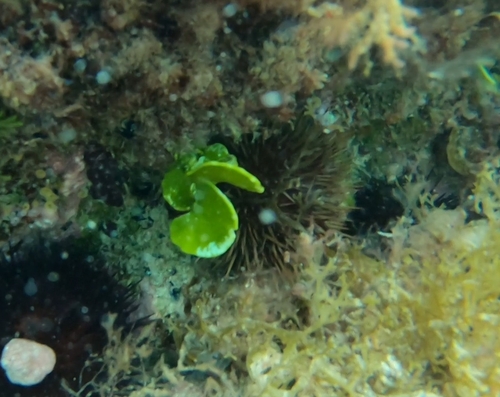 Image of Halimeda discoidea by no rights reserved