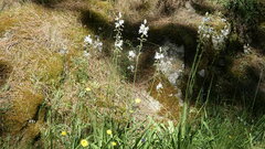 Anthericum baeticum