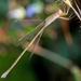 Lestes umbrinus - Photo (c) Satish Nikam, some rights reserved (CC BY-NC-SA)