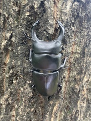 Dorcus hopei hopei
