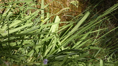 Anthericum baeticum