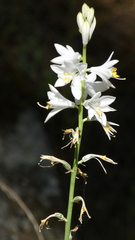 Anthericum baeticum