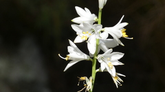 Anthericum baeticum