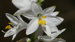 Anthericum baeticum