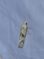 Cochylimorpha alternana