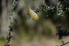 Ploceus xanthopterus