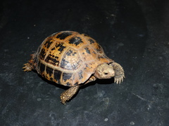 Indotestudo elongata