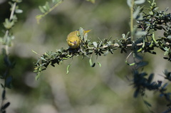 Ploceus xanthopterus