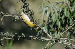 Ploceus xanthopterus