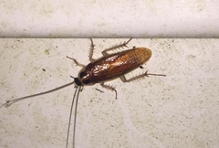 Ischnoptera bilunata