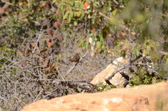 Cisticola aberrans