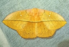 Lonomia electra