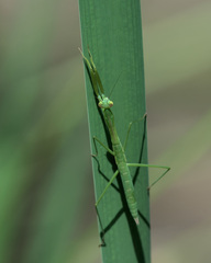 Tenodera sinensis