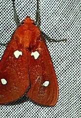 Hyperthaema orbicularis