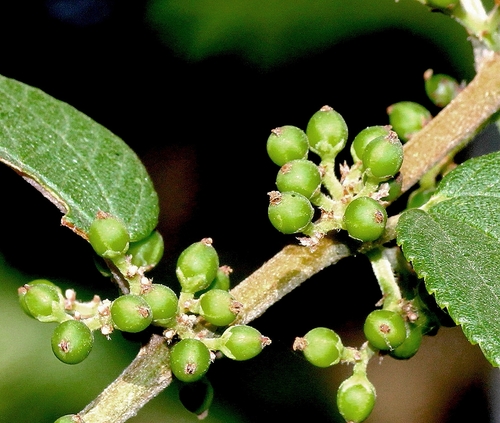 Trema orientale