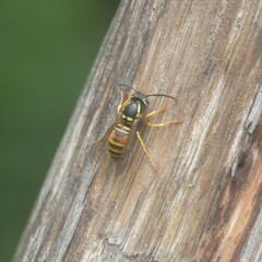 Vespula nursei