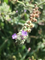 Verbena supina