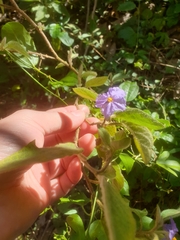Solanum nemophilum