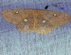 Anisodes binocellaria