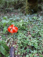 Lilium chalcedonicum