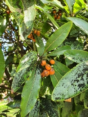 Capnodiaceae