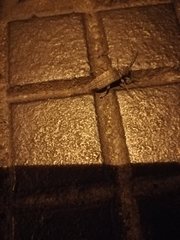 Trichoferus holosericeus