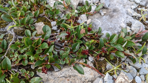 Image of Salix jejuna by (c) Todd Boland, some rights reserved (CC BY)
