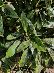 Capnodiaceae