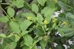Wollastonia biflora