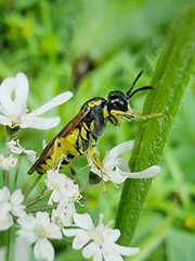 Tenthredo brevicornis