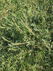 Verbena supina