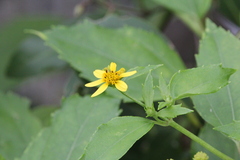 Wollastonia biflora