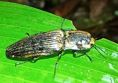 Chalcolepis