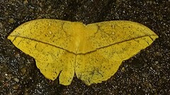 Lonomia electra
