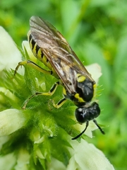 Tenthredo brevicornis