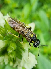 Tenthredo brevicornis