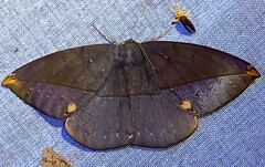 Oxydia bilinea