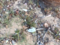 Pycnocomon rutifolium