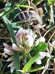 Apis mellifera