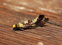 Monopis chrysogramma