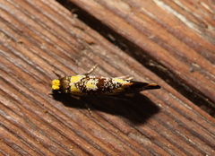 Monopis chrysogramma