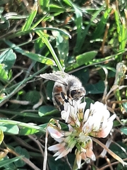 Apis mellifera