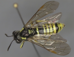 Tenthredo brevicornis