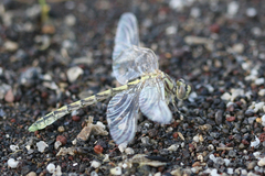 Ophiogomphus morrisoni