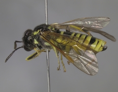 Tenthredo brevicornis